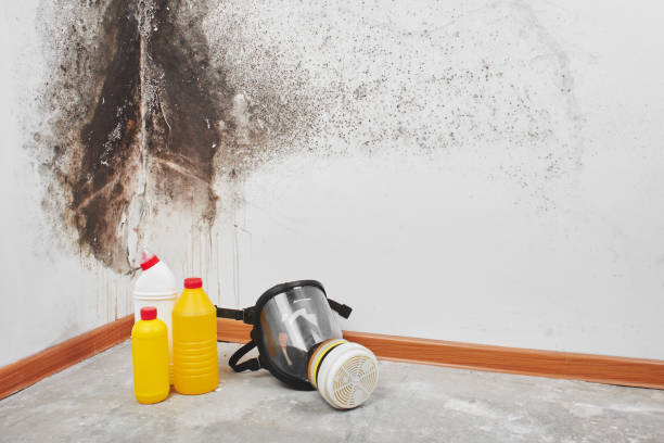 Mold Removal and Inspection in Mcconnellstown, PA