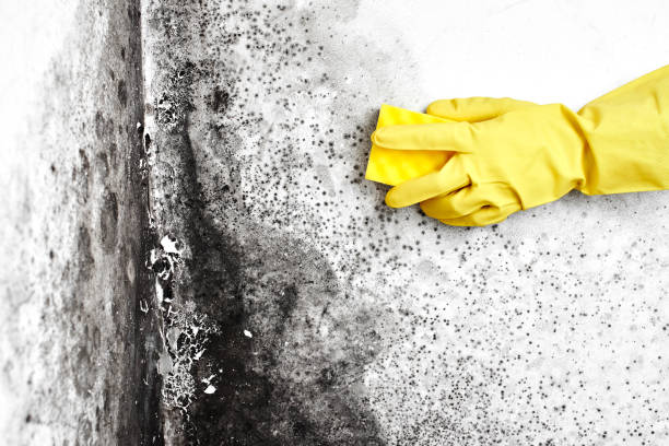 Best Toxic Mold Removal  in Mcconnellstown, PA