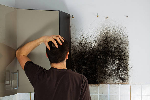 Certified Mold Removal in Mcconnellstown, PA
